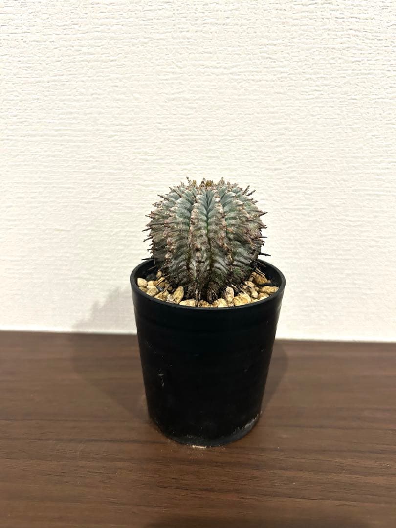 ユーフォルビア　ホリダ　ゼブラ　①