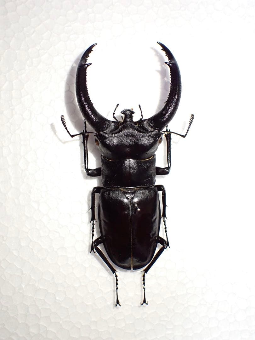 【標本】リノケロスフタマタクワガタ　スマトラ島産　98.0ミリ　野外品