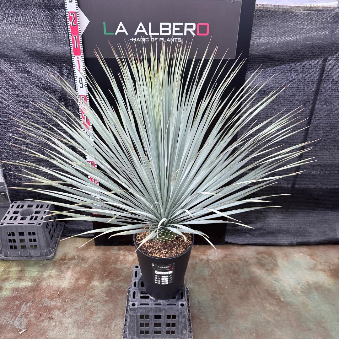 【AL1206】ユッカ　ロストラータ　ランチョブルー（品種名）