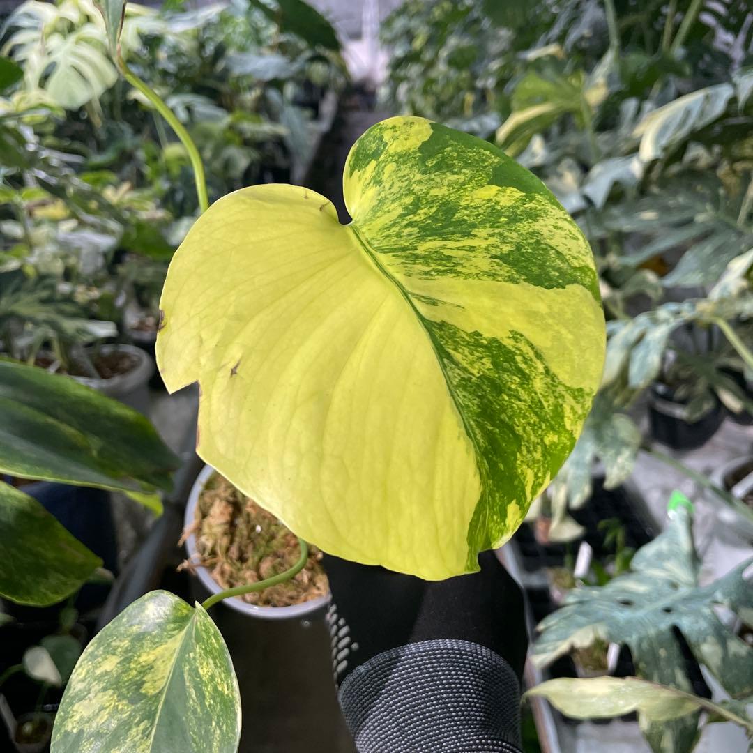 MC2 モンステラ　イエローマリリン　黄斑入り