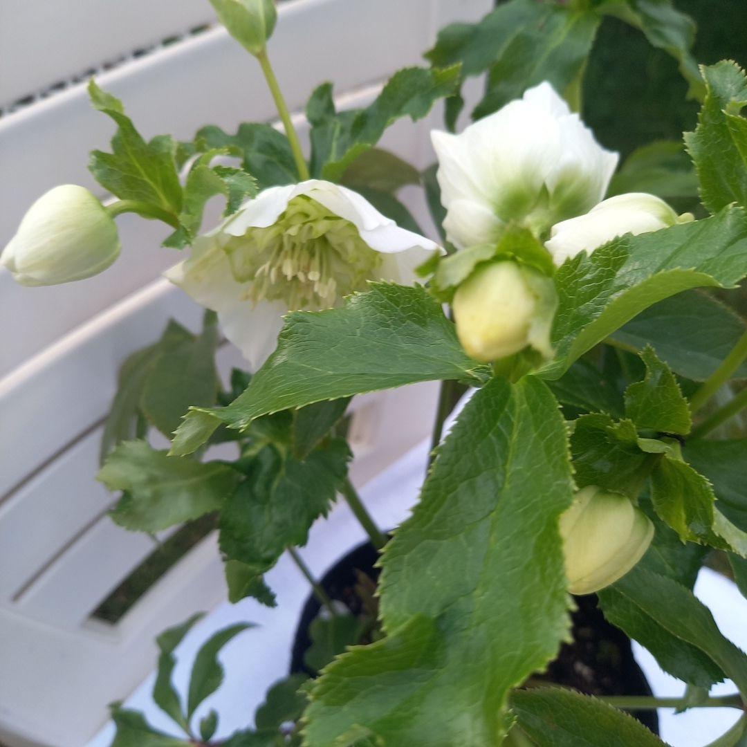 つぼみいっぱい！オリジナルグリーンリップ、2種植え♪クリスマスローズ大苗