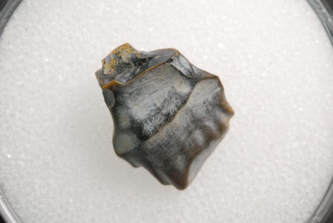 アンキロサウルスの歯 [DS281] 化石 希少 レア