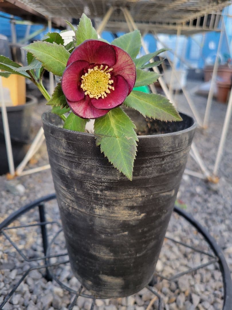 広瀬園芸　レッドグラデーションSD