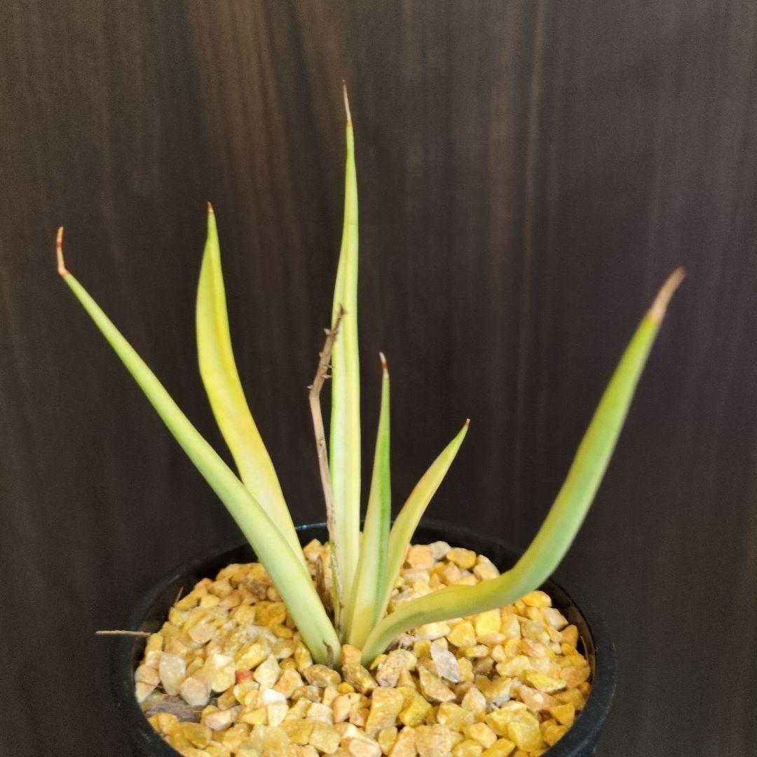 m*i様 希少　ダンシングドラゴン　斑入り　サンスベリア　ロリダ　ピングイキュラ