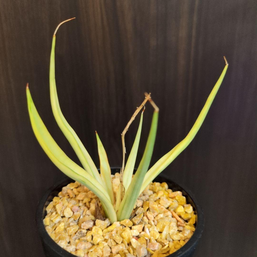 m*i様 希少　ダンシングドラゴン　斑入り　サンスベリア　ロリダ　ピングイキュラ