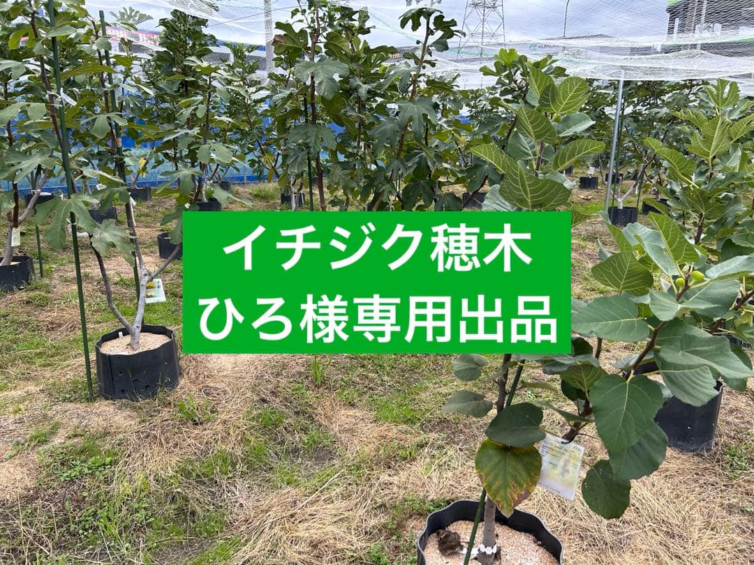イチジク穂木専用出品です
