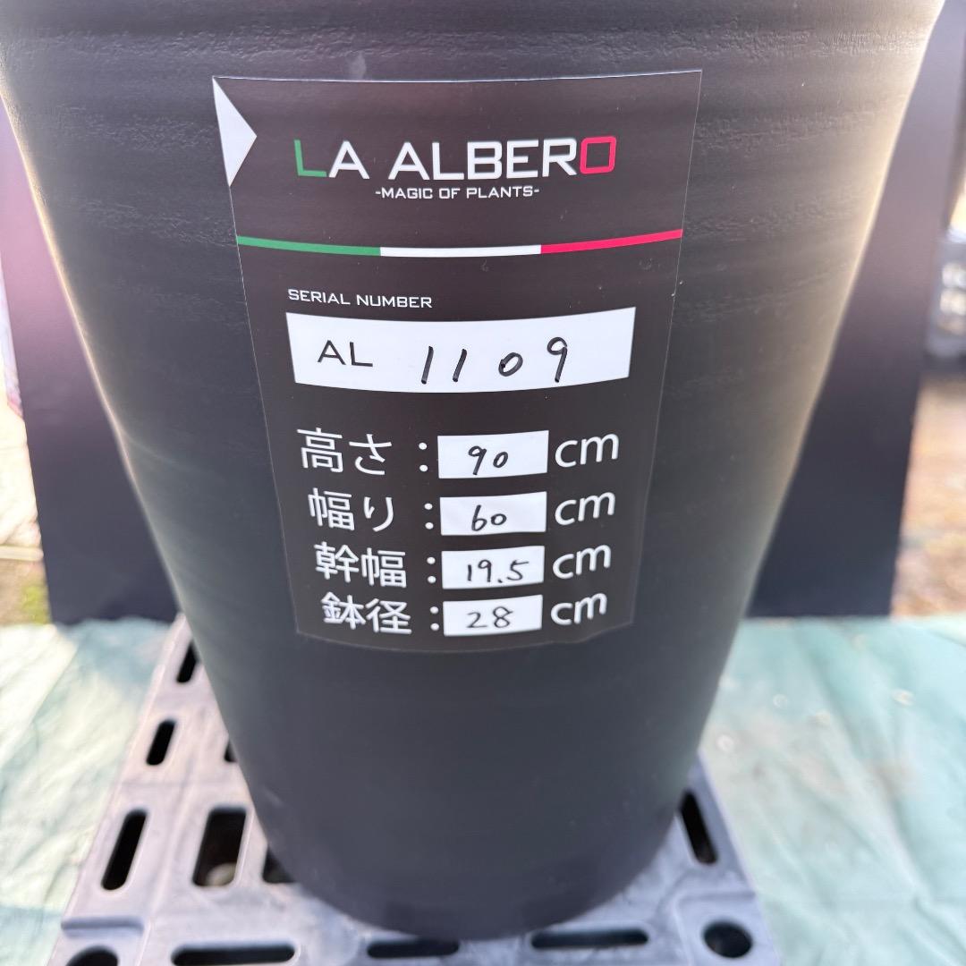 平*政様 【AL1109】ユッカ　ロストラータ