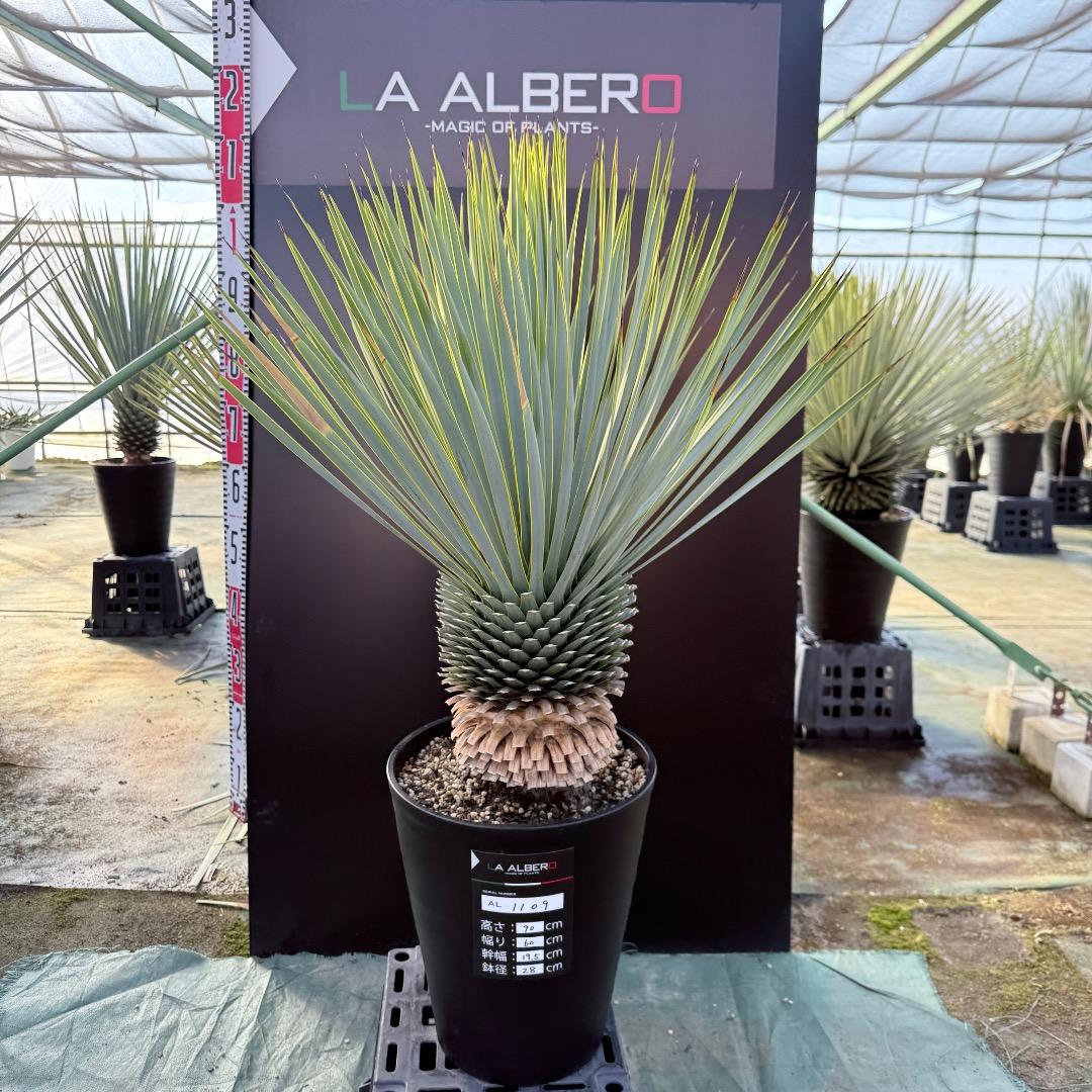 平*政様 【AL1109】ユッカ　ロストラータ