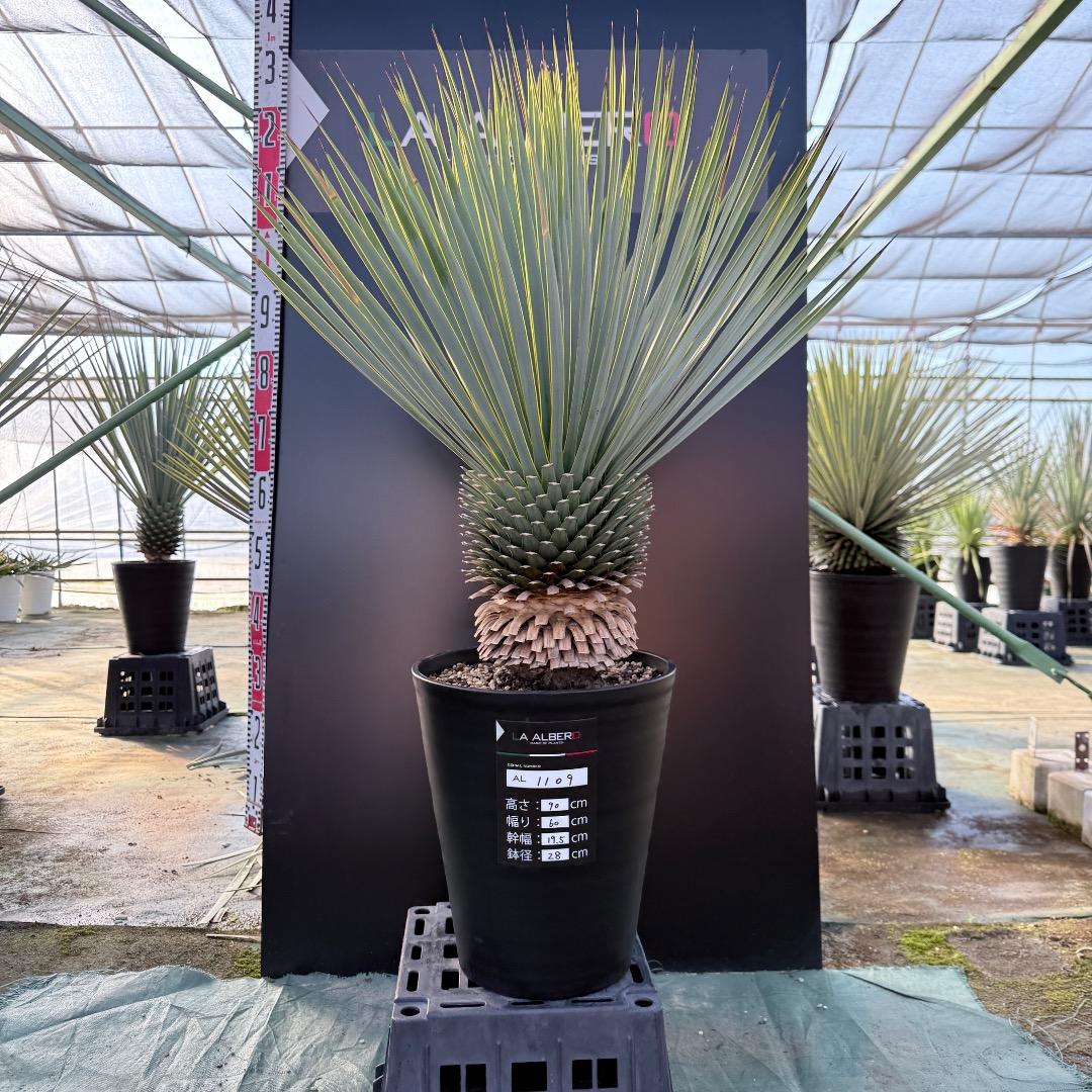 平*政様 【AL1109】ユッカ　ロストラータ