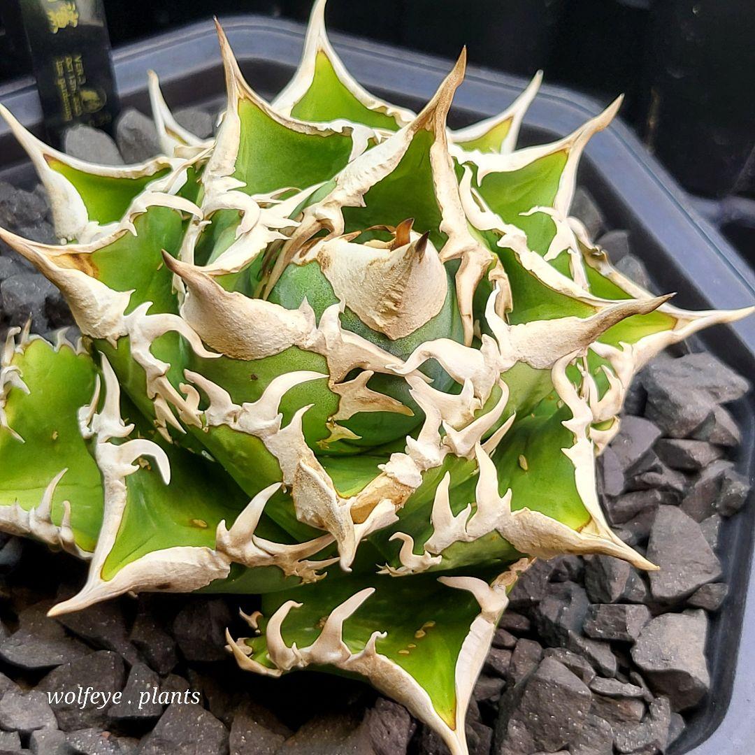 T*8様 アガベ チタノタ 大白鯊 PUP ホホジロザメ lize産