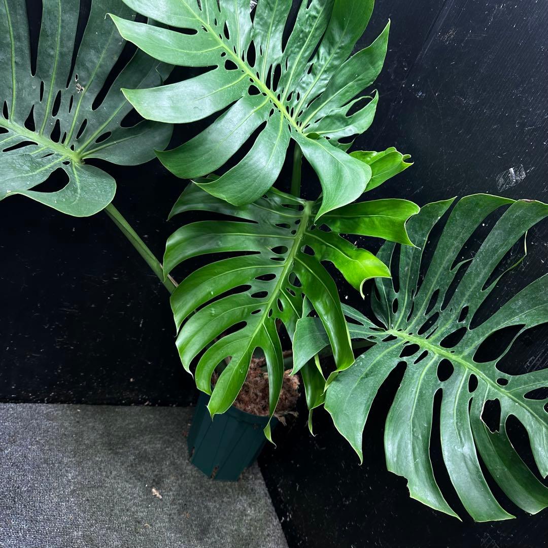 S*P様 モンステラデリシオーサマクロコズム超希少系統鉢植え75㎝