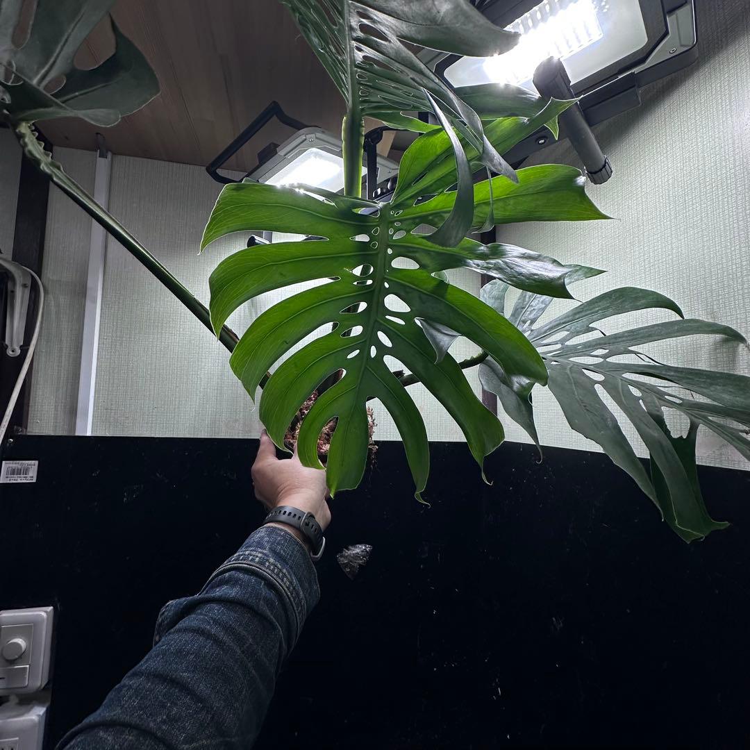 S*P様 モンステラデリシオーサマクロコズム超希少系統鉢植え75㎝