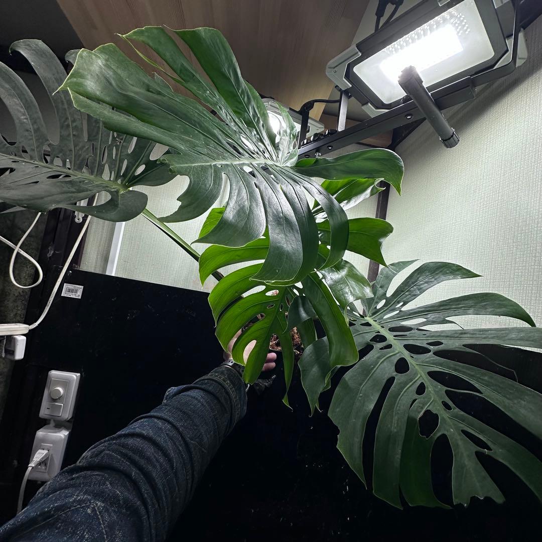 S*P様 モンステラデリシオーサマクロコズム超希少系統鉢植え75㎝