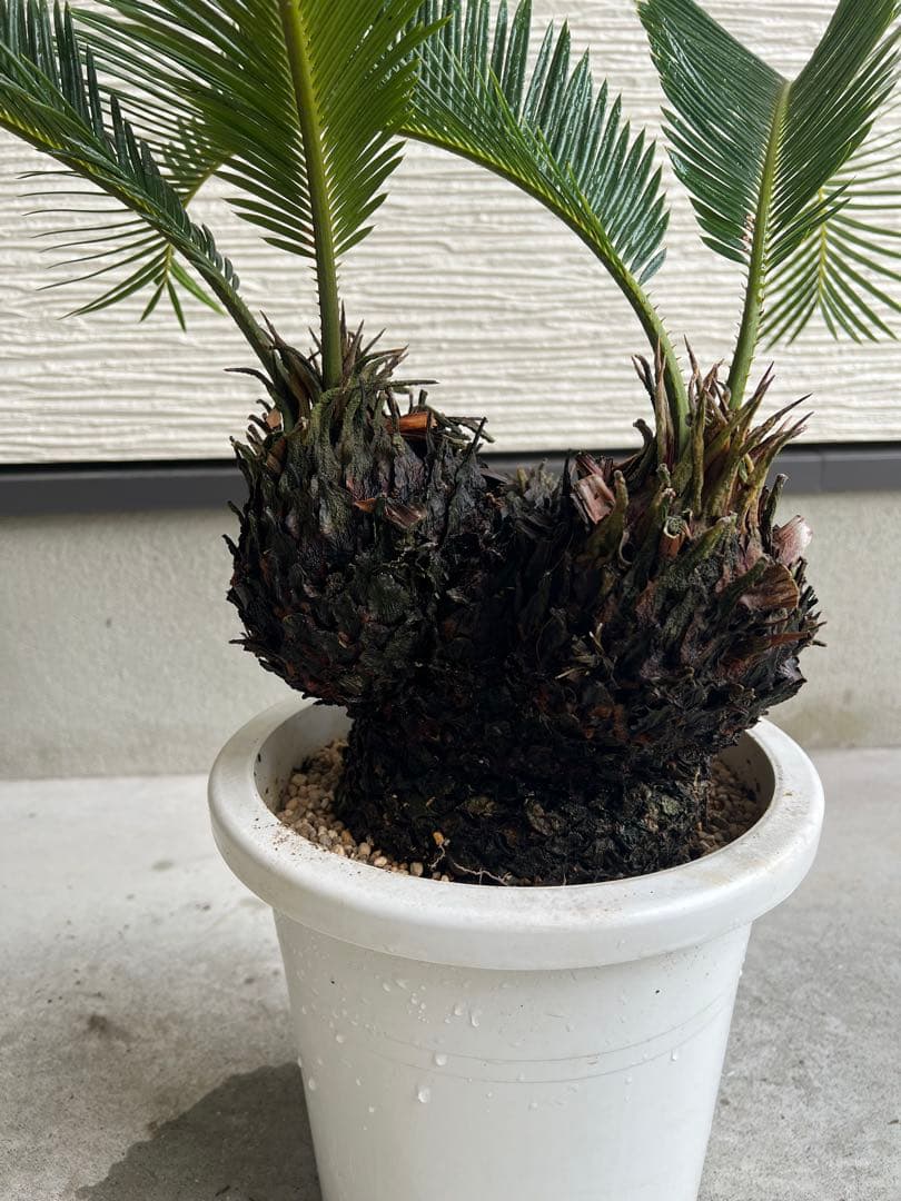 【年末セール】サイカス・レボルタ / ソテツ 多頭 大株 ガーデニング