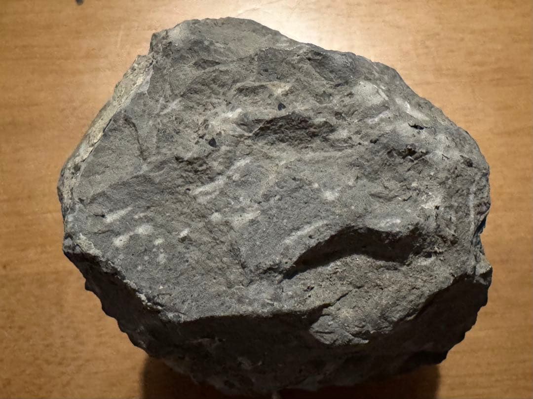 値下げ！三葉虫大型化石／母岩付 約9.5cm 640g 希少古生代デボン紀相当