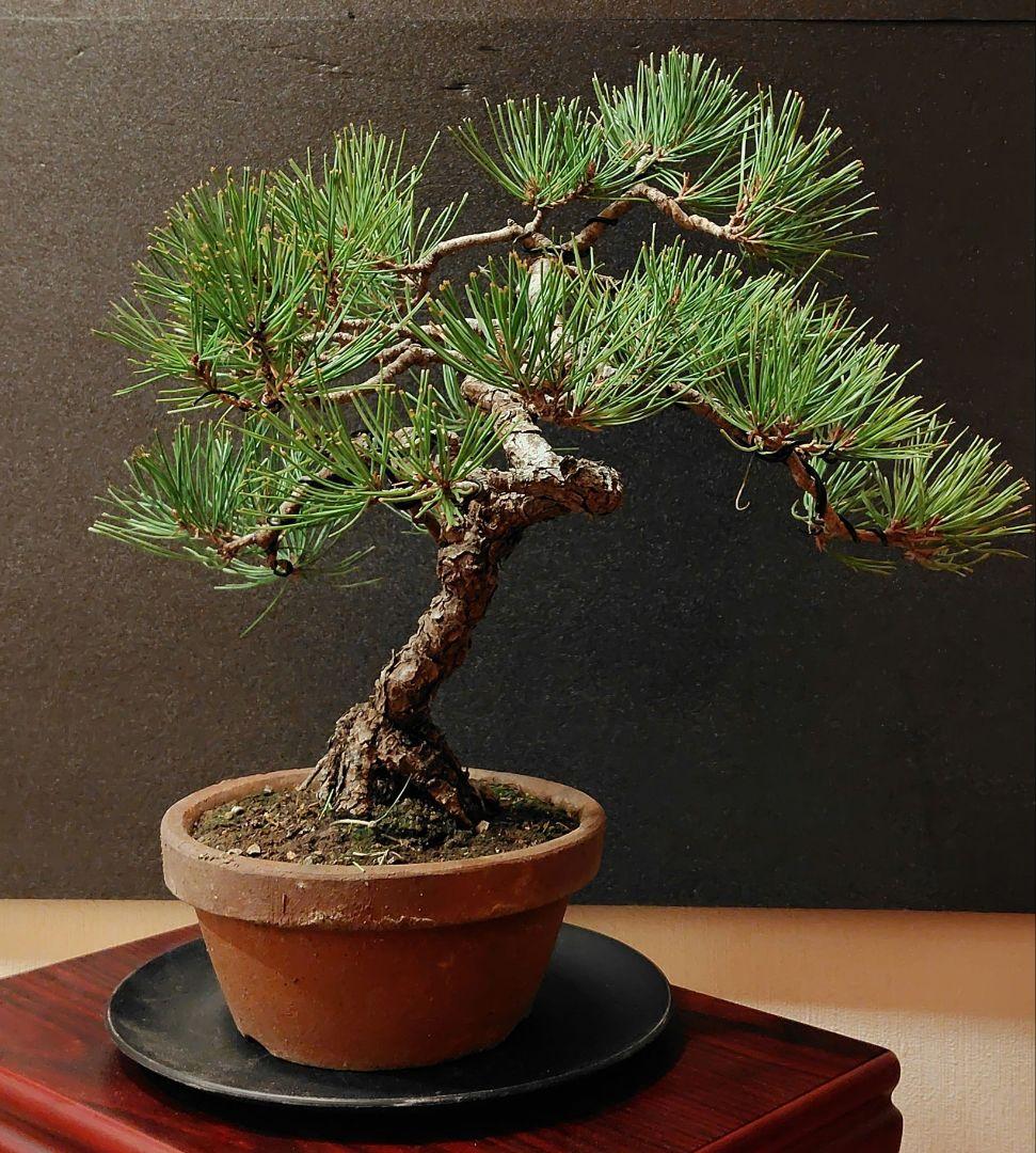 赤松盆栽！