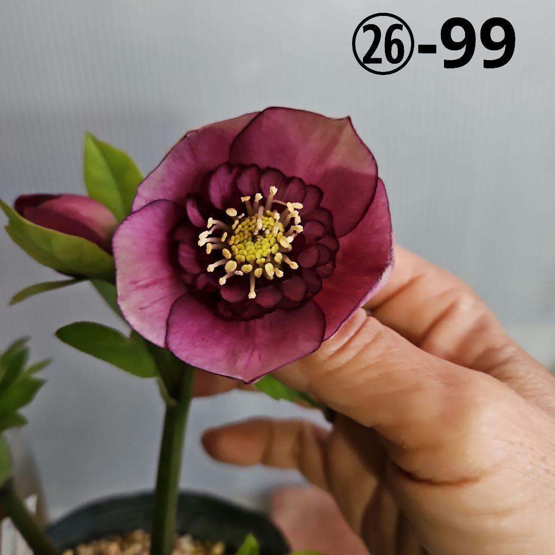 ★おぎっちょ様ご購入苗✿㉖-99✿㉖-274クリスマスローズ