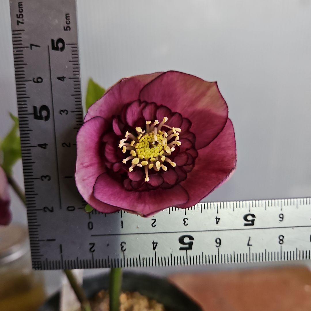 ★おぎっちょ様ご購入苗✿㉖-99✿㉖-274クリスマスローズ