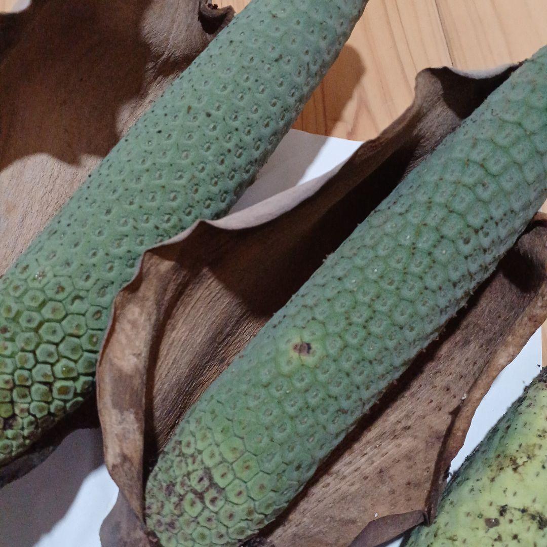 モンステラ(デリシオーサの実) 12個