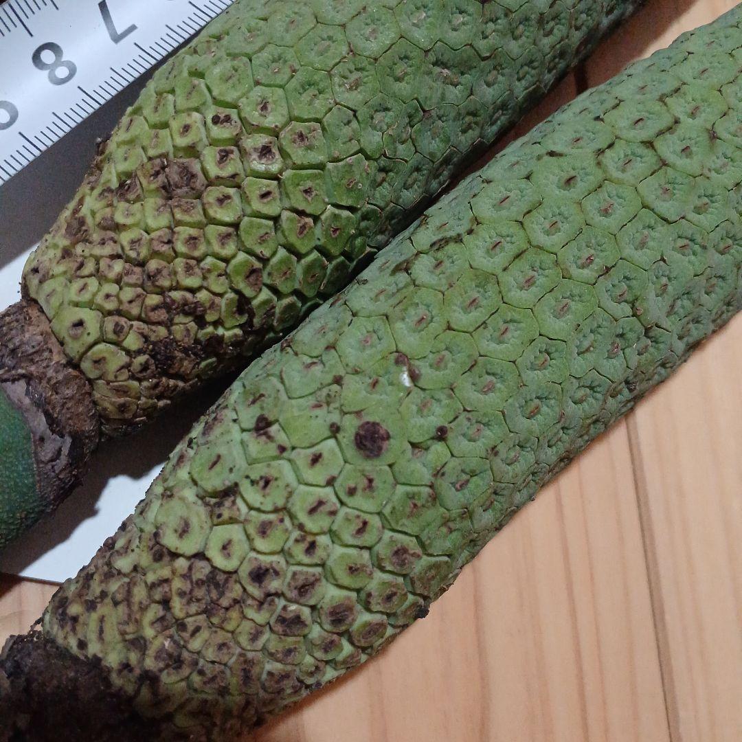 モンステラ(デリシオーサの実) 12個