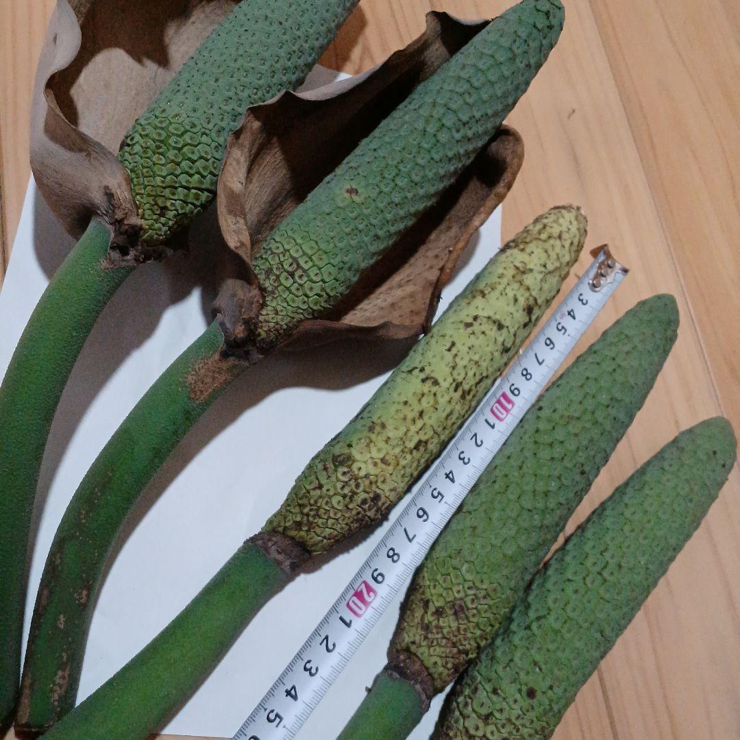 モンステラ(デリシオーサの実) 12個