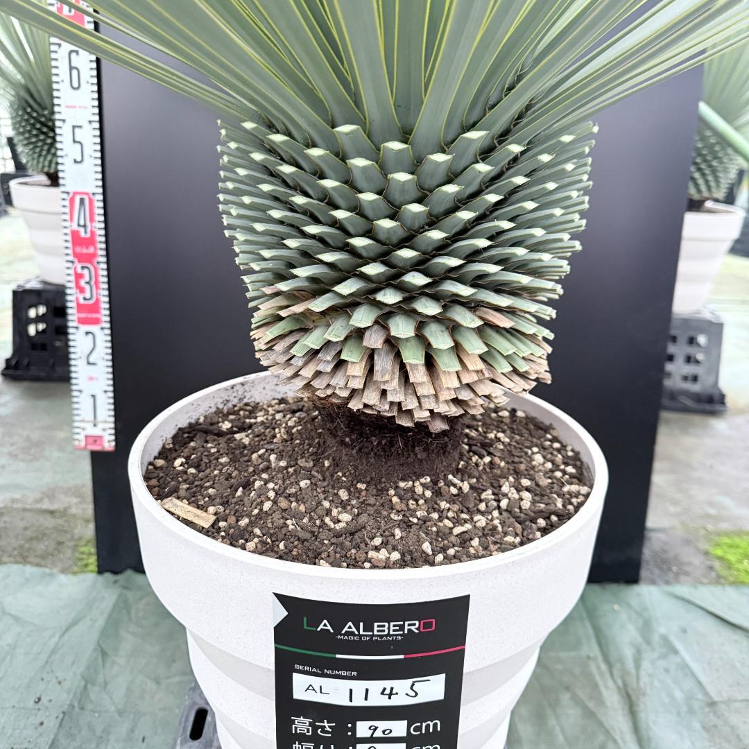 【AL1145】ユッカ　ロストラータ　ホワイト個体　【ALBEROホワイト祭り】