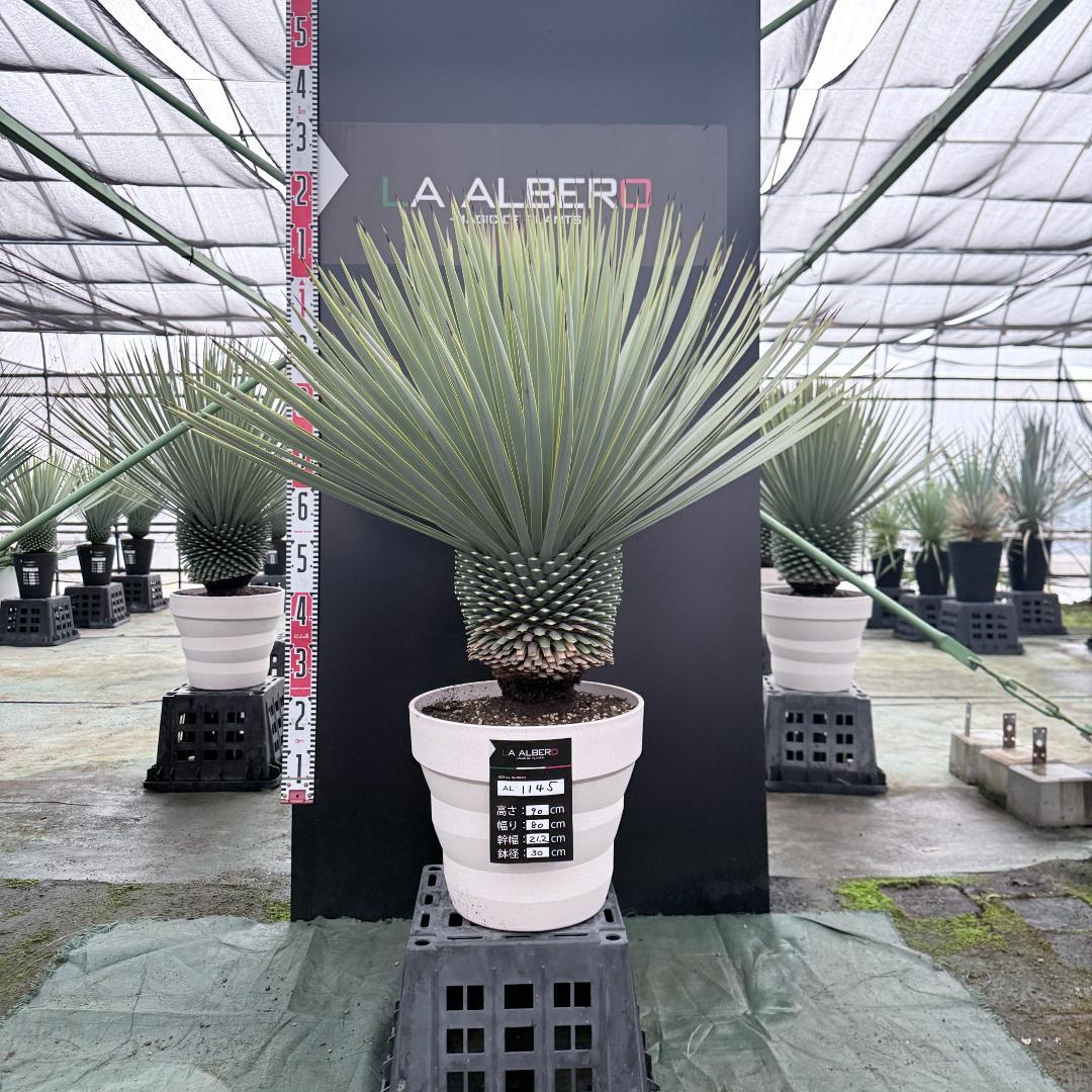 【AL1145】ユッカ　ロストラータ　ホワイト個体　【ALBEROホワイト祭り】