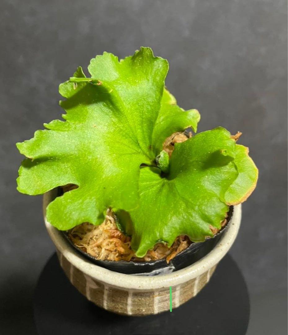 【おまとめ買い】リドレイ　モンキーキング