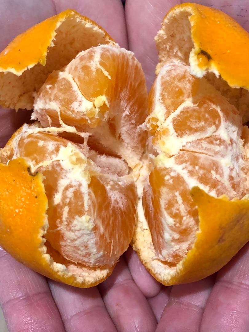 天草産ポンカン　家庭用　箱込20kg