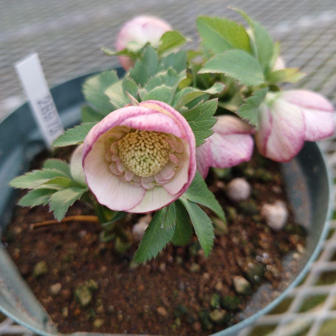 夕*え様 クリスマスローズセミダブル開花苗