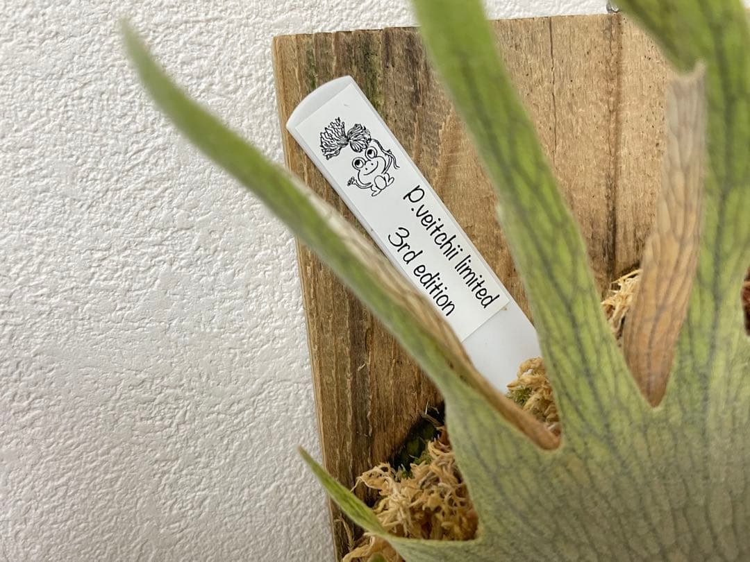 オリジナルpup veitchii limited 3rd edition oc