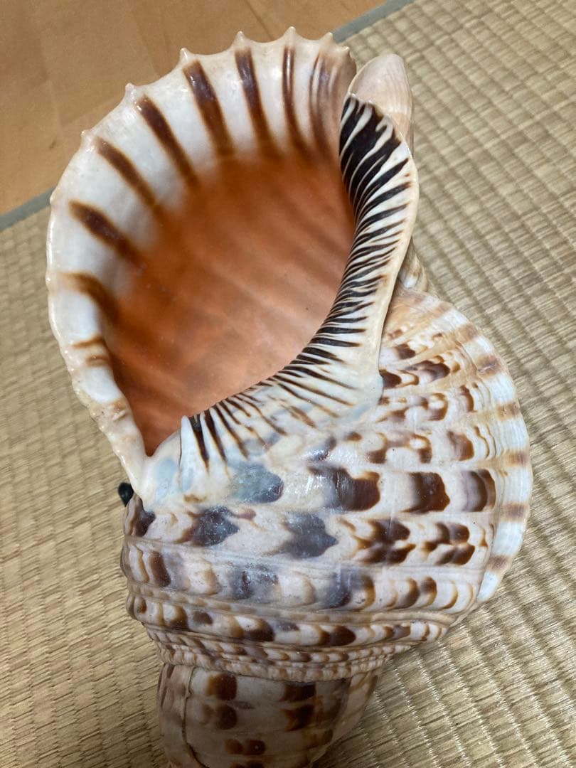 法螺貝　ほら貝　ホラ貝