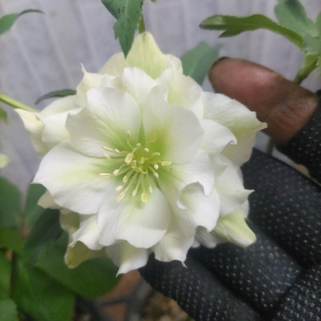 ⭐️お買い得⭐️クリスマスローズダブル咲き⭐️８鉢セット