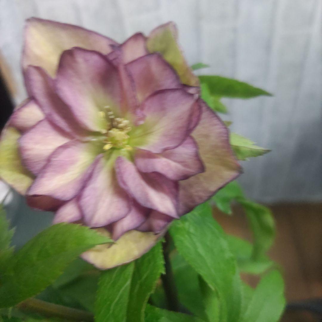 ⭐️お買い得⭐️クリスマスローズダブル咲き⭐️８鉢セット