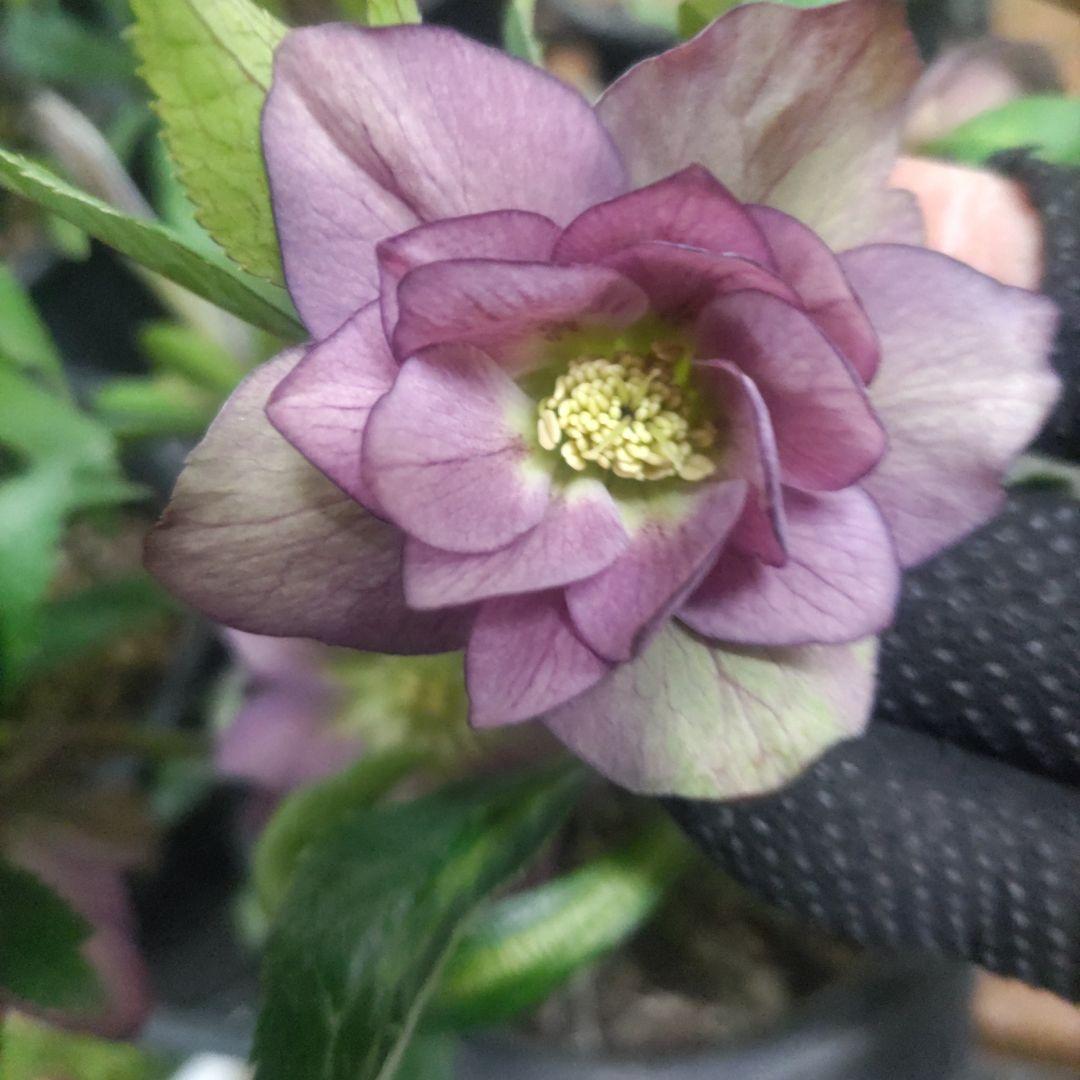 ⭐️お買い得⭐️クリスマスローズダブル咲き⭐️８鉢セット