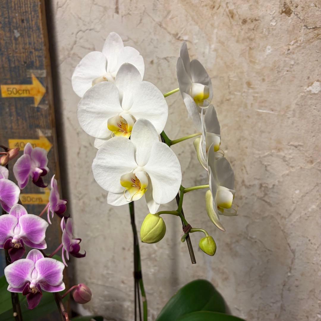 ♡*♡様 洋蘭　6ポット　胡蝶蘭　パフィオペディルム　オンシジューム