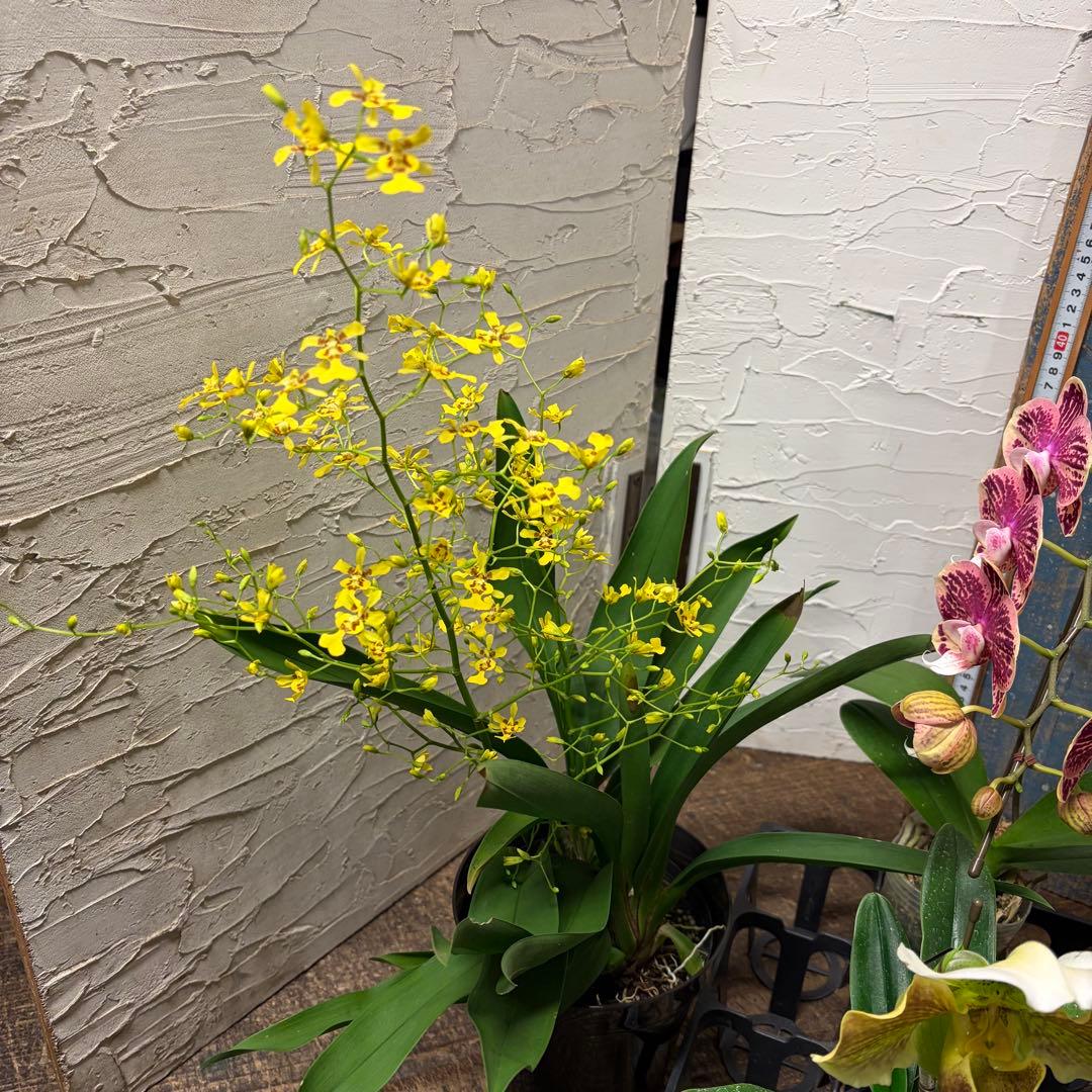 ♡*♡様 洋蘭　6ポット　胡蝶蘭　パフィオペディルム　オンシジューム
