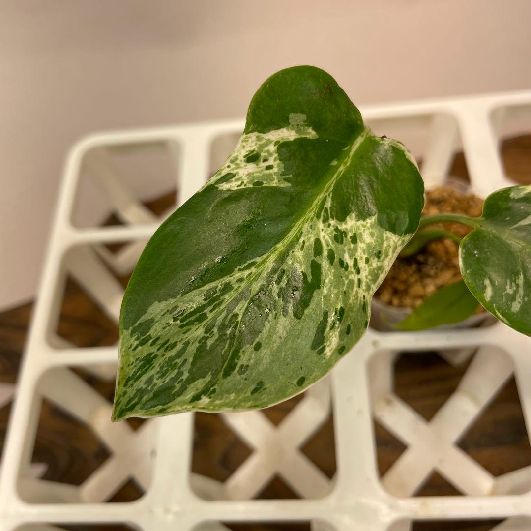 ロ*イ様 ms27品種保証！斑入り保証 モンステラ バルバソー フシギダネ