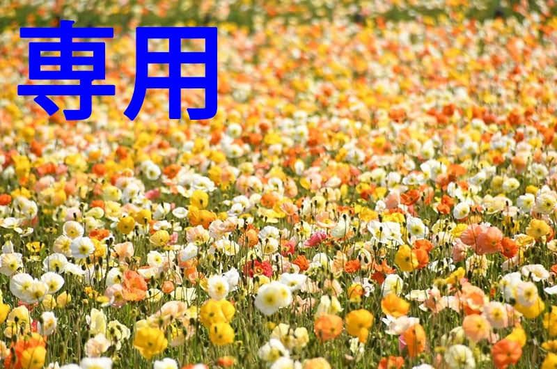 かっぱさん専用