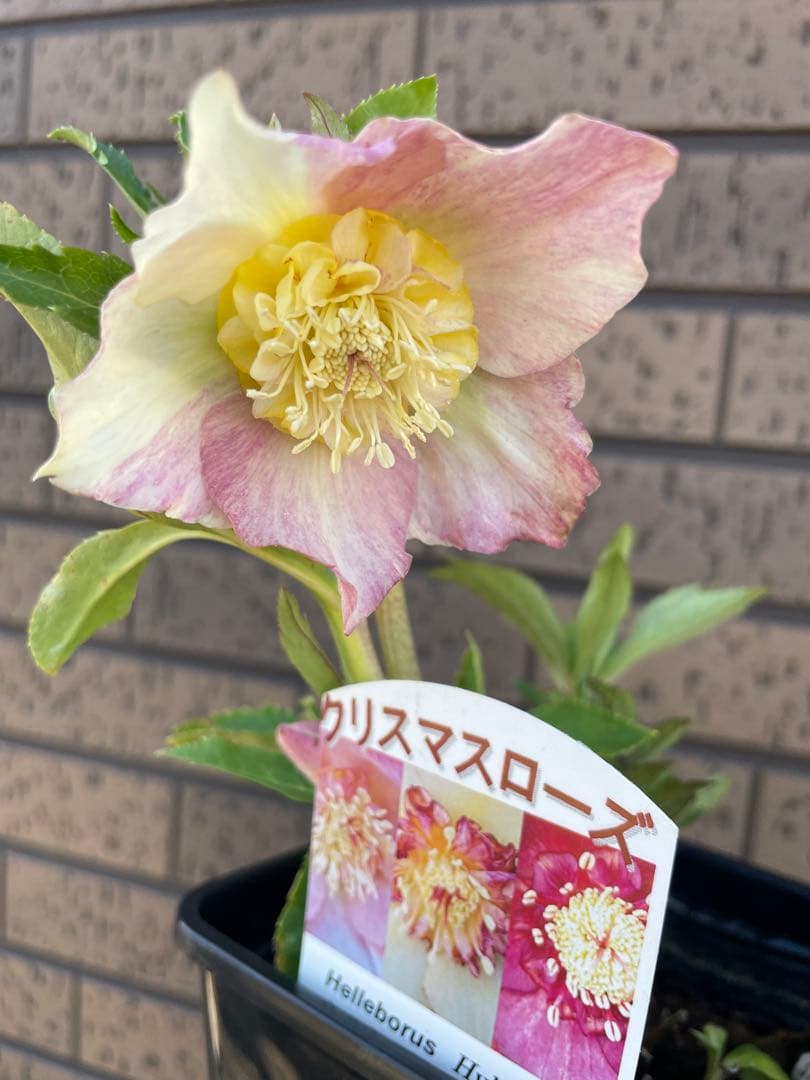 クリスマスローズ　セミダブル　ゴールド交配　 花苗　開花株　蕾　野田園芸