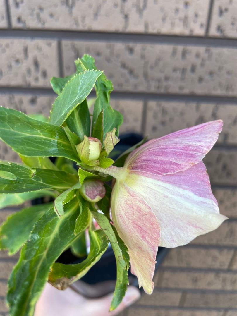 クリスマスローズ　セミダブル　ゴールド交配　 花苗　開花株　蕾　野田園芸