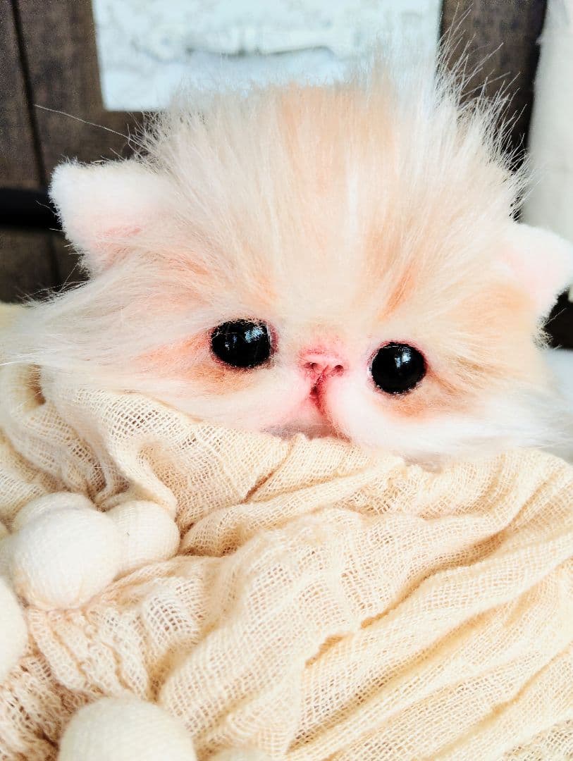 子猫のメイちゃん♡エキゾチックロングヘア♡アートドール♡ぬいぐるみ♡