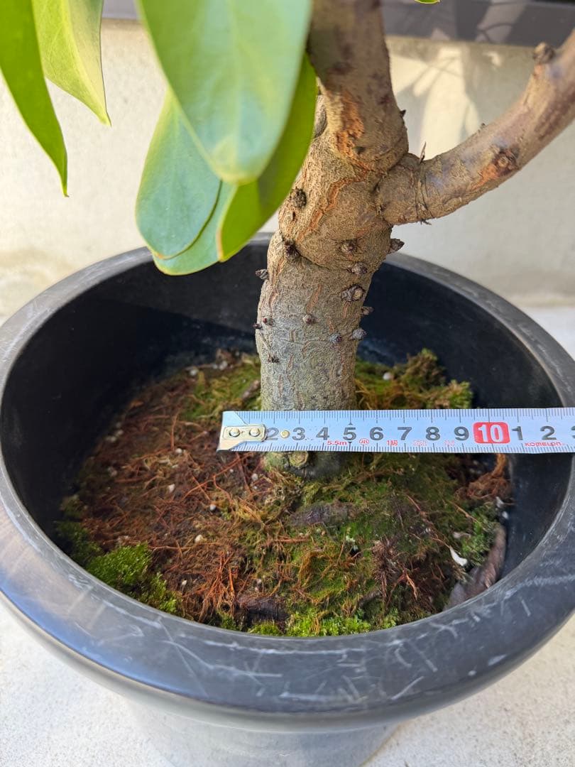 【年始セール】プロテア・リトルプリンス /大株 シナロイデス 1/12撮影