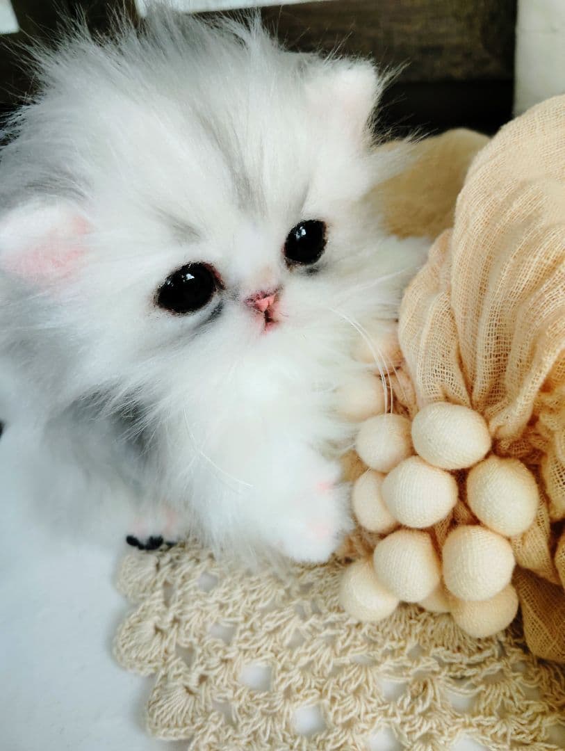 チンチラシルバー♡子猫のくるみちゃん♡アートドール♡ぬいぐるみ♡