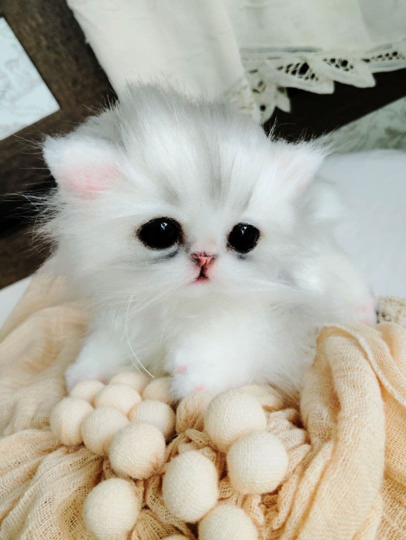 チンチラシルバー♡子猫のくるみちゃん♡アートドール♡ぬいぐるみ♡