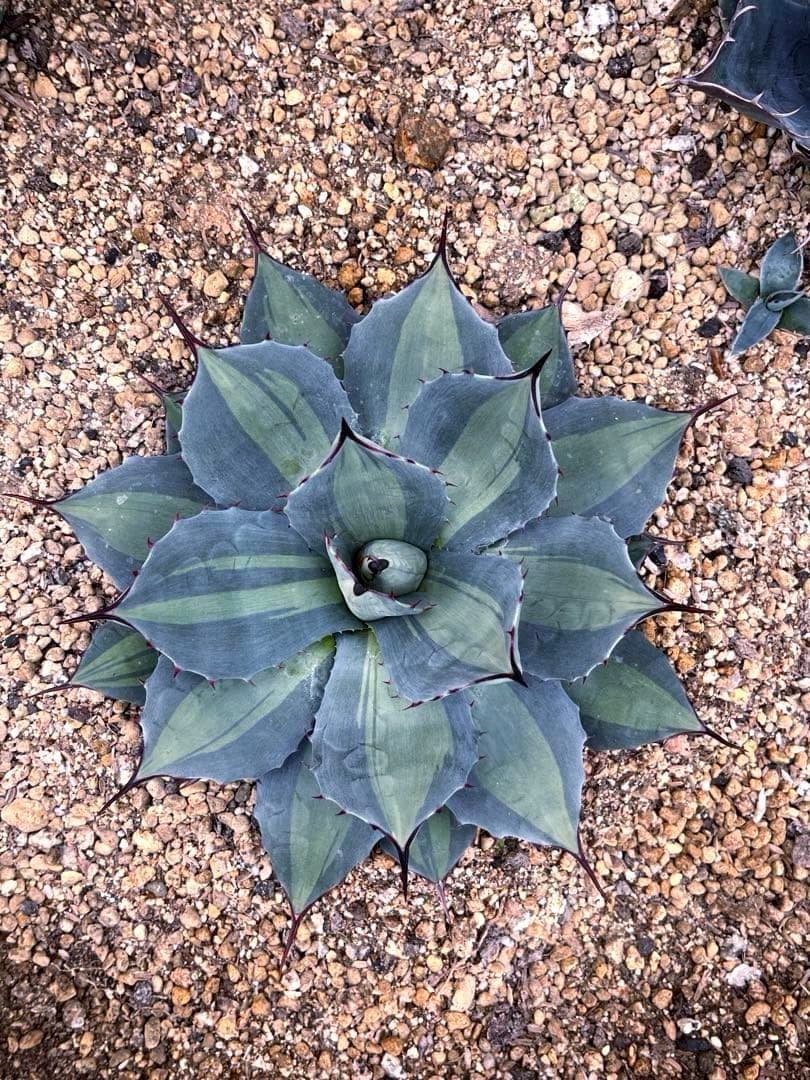 アガベ パリー 吉祥天錦 良色良形 極上株