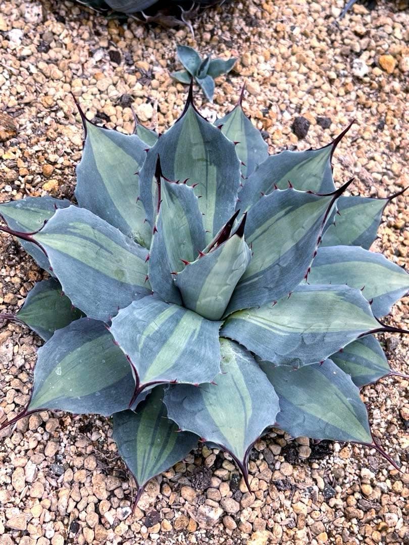 アガベ パリー 吉祥天錦 良色良形 極上株