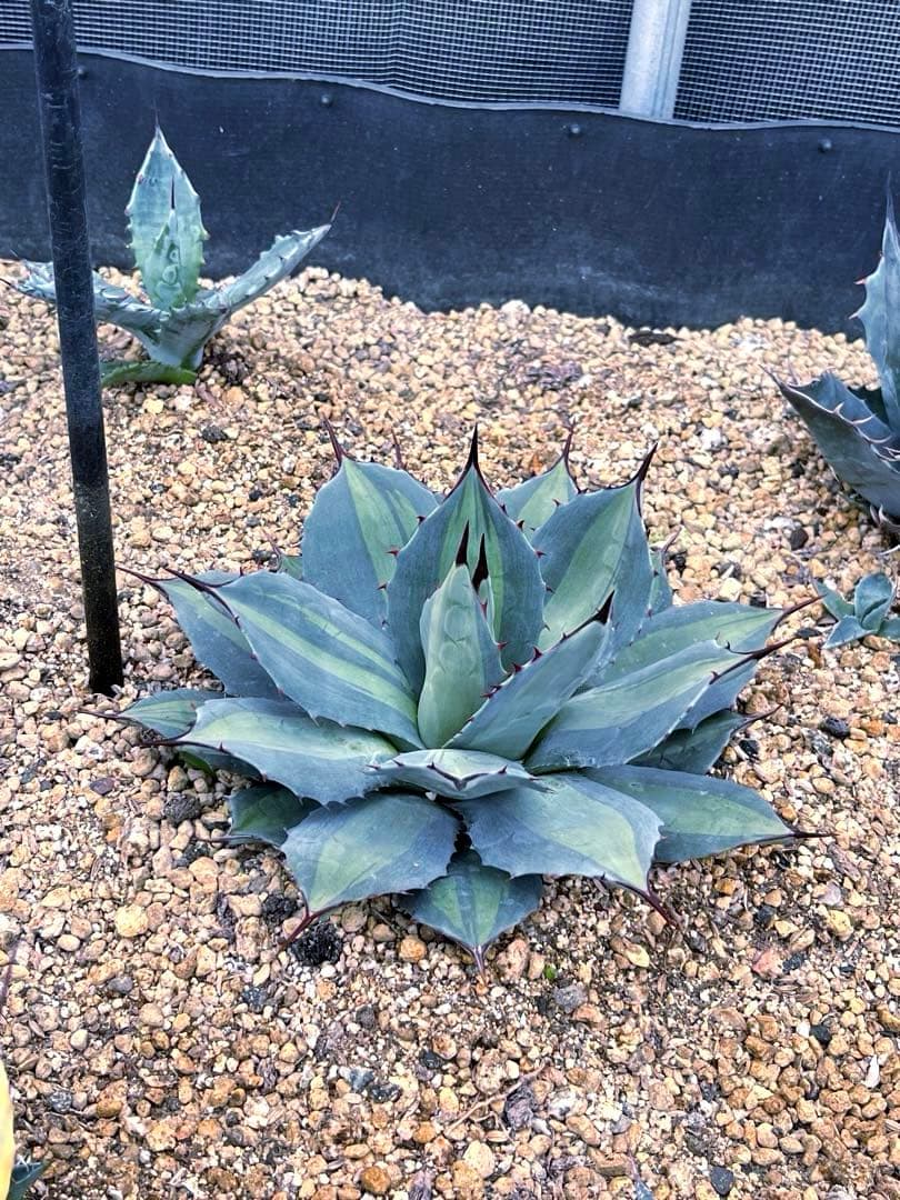 アガベ パリー 吉祥天錦 良色良形 極上株