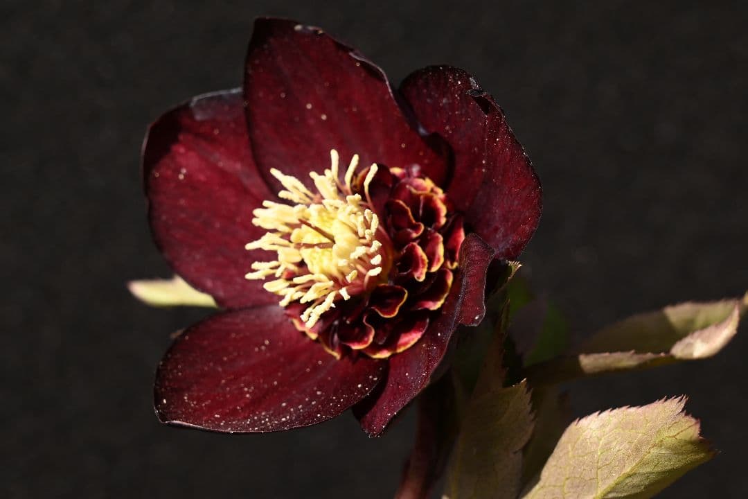 クリスマスローズ　1級品 認定sdキラメキ✩チョコレート　赤軸　赤蕊　加藤農園