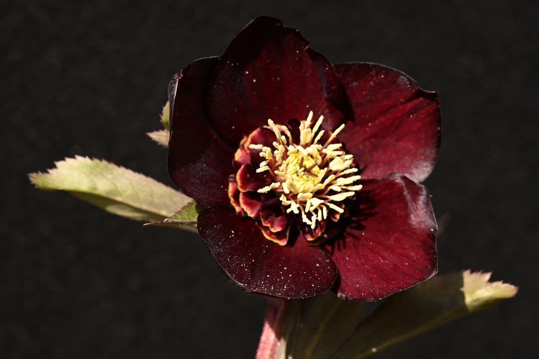 クリスマスローズ　1級品 認定sdキラメキ✩チョコレート　赤軸　赤蕊　加藤農園